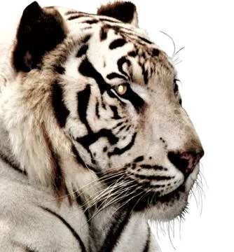 White Tiger Head Stock Photos