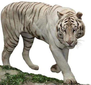 White Tiger Stock Illustration