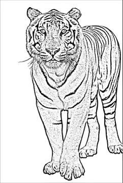 White Tiger Stock Illustration