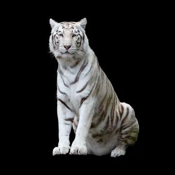 White tiger isolated Stock Photos