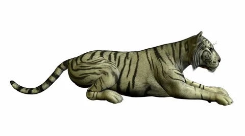 White Tiger Laying Down Stock Footage 942310