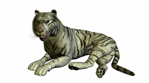 White Tiger Laying Down Stock Footage 942313