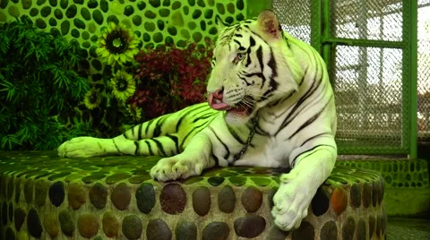 White Tiger. Leader. Stock Footage 48560881