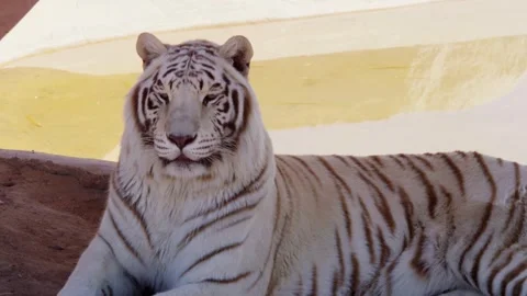 A white tiger lies down in a sunlit enclosure Stock Footage 329816368