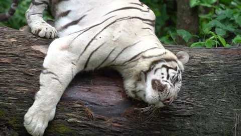 White Tiger on Log Licking 動画素材 171896119