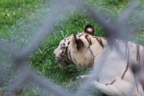 White tiger lying in cage inside a zoo - animal abuse. Tiger in captivity. Stock Photos