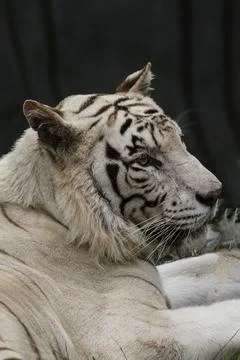 A white tiger lying down, captured in detailed side profile. Stock Photos