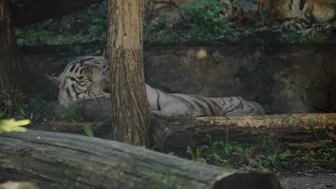 White tiger lying on the ground in a shaded zoo enclosure among trees and logs Stock Footage 325793369