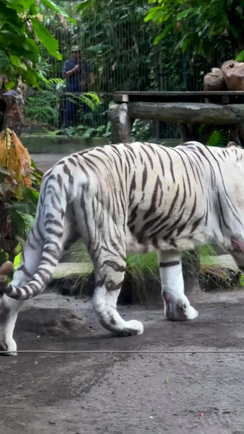 White tiger moves elegantly through vibrant vegetation in tropical setting Stock-Footage 337393133