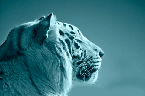 White Tiger Napping In The Hot Sun Stock Photos