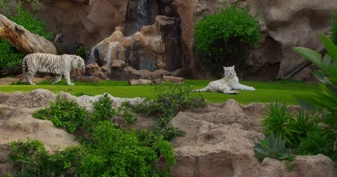 White tiger or bleached is a pigmentation variant of the Bengal tiger. Fun play Stock Footage 125243880