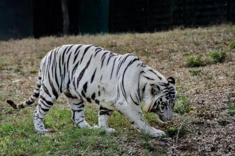 The white tiger or bleached tiger is a pigmentation variant of the Bengal tiger. Stock-Fotos