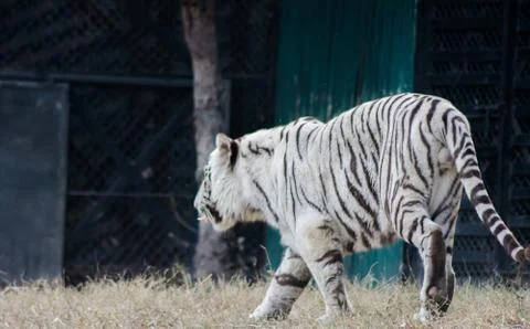 The white tiger or bleached tiger is a pigmentation variant of the Bengal tiger. Stock Photos