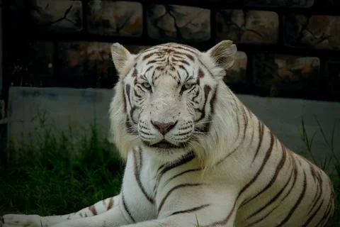 The white tiger or bleached tiger is a leucistic pigmentation Stock Photos