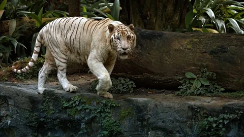 Tiger Sound Stock Videos – Royalty-Free HD & 4K Videos