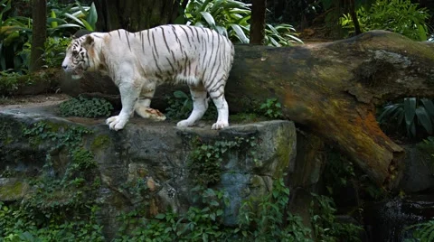 White Tiger Pacing in and out of Frame at the Zoo. UltraHD video Видео 62399488