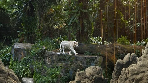 White Tiger Pacing Nervously on a Rock Vidéo 74959284