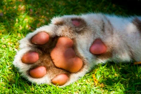 White tiger paw Stock Photos