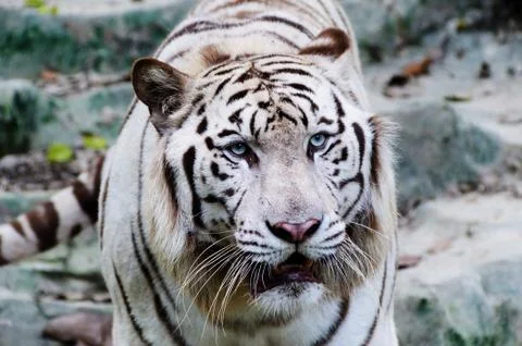 White tiger Stock Photos