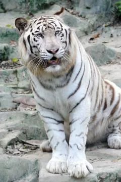 White tiger Stock Photos