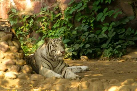 White tiger Foto stock
