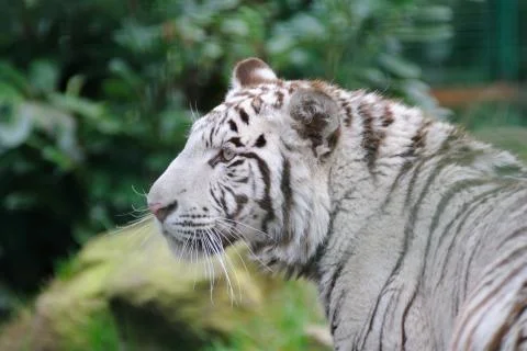 White tiger Stock Photos