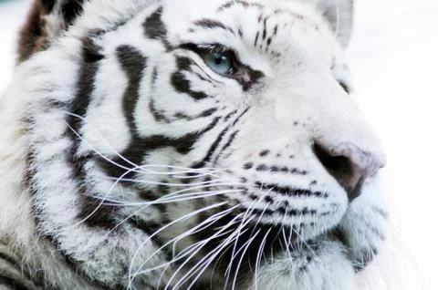 White tiger Stock Photos