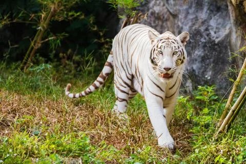 White tiger Stock Photos
