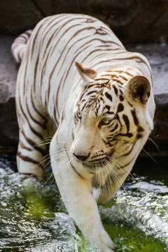 White tiger Stock Photos