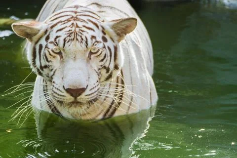 White tiger Stock Photos