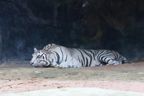 White tiger Stock Photos