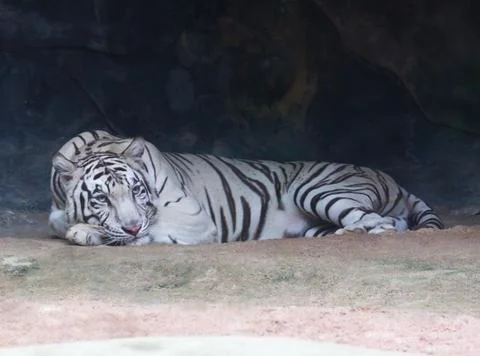 White tiger Stock Photos