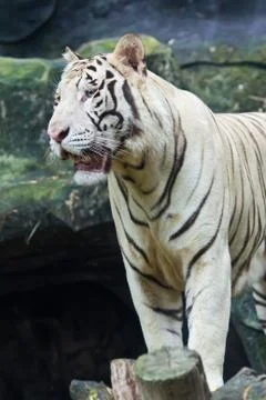 White tiger Stock Photos