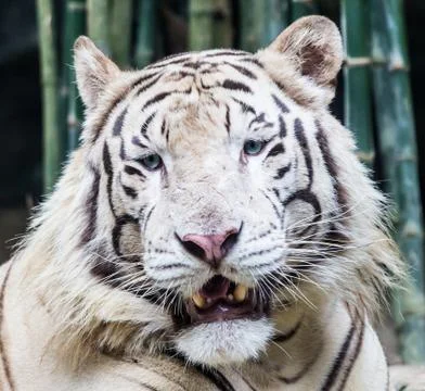 White tiger Stock Photos