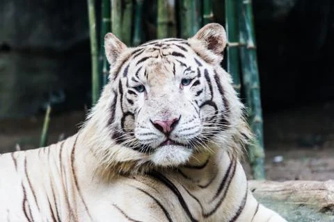 White tiger Stock Photos