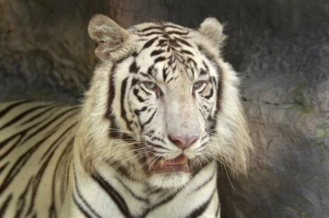 White tiger Stock Photos
