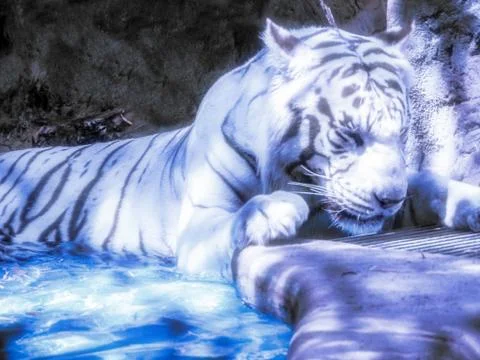 White tiger Foto stock