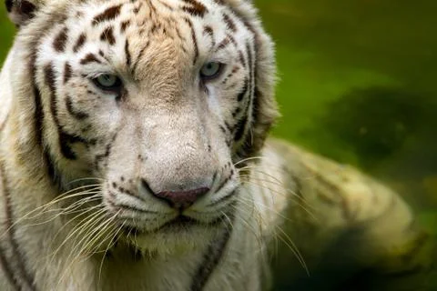 White tiger Stock Photos