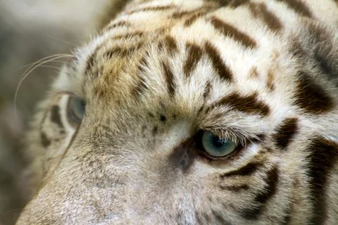 White tiger Stock Photos