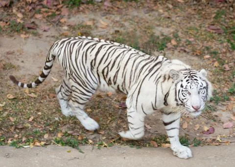 White tiger Stock Photos