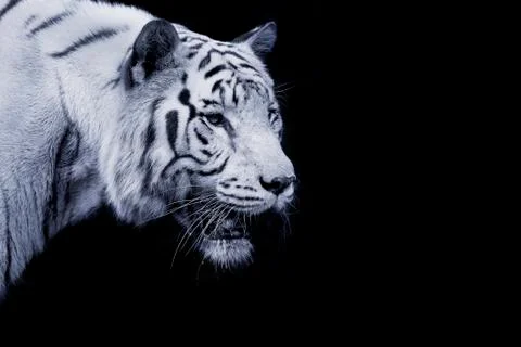 White Tiger Stock Photos