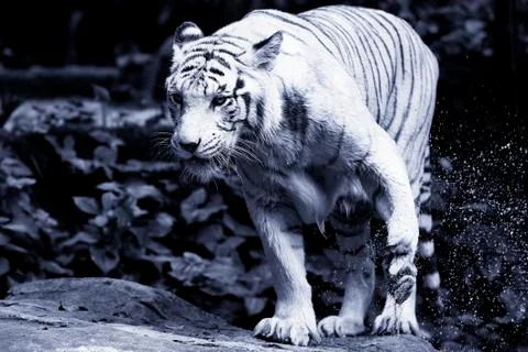 White Tiger Stock Photos
