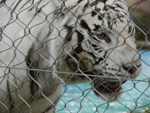 White tiger Foto stock