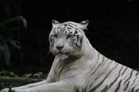 White tiger Stock Photos