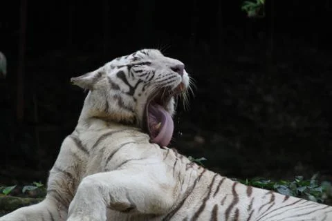 White tiger Stock Photos