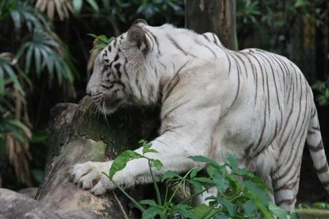White tiger Stock Photos