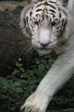 White tiger Stock Photos