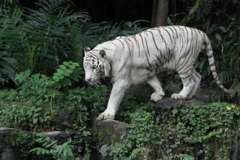 White tiger Stock Photos