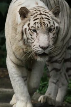 White tiger Stock Photos