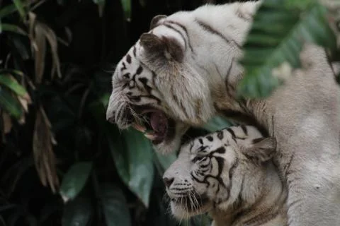 White tiger Stock Photos